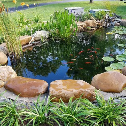 Toledo Goldfish Butterfly Fin Koi, Variety of Colors and Patterns - Perfect for Ponds or Aquariums - 4-5 Inches, 10 Count in Kuwait
