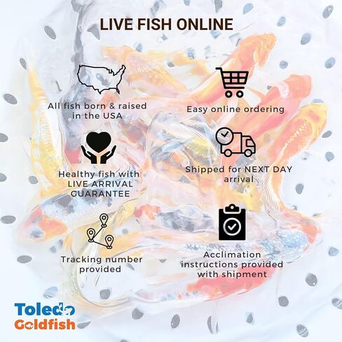 Toledo Goldfish Butterfly Fin Koi, Variety of Colors and Patterns - Perfect for Ponds or Aquariums - 4-5 Inches, 10 Count in Kuwait