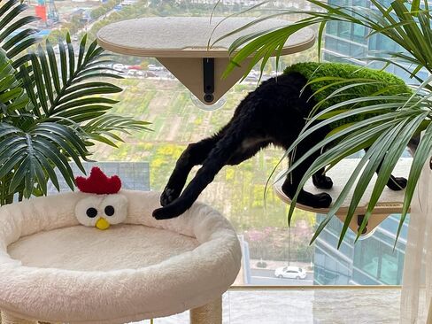 Nekosan Cat Window Perch, Cat Hammock Window Seat for Indoor Cats, Sturdy Cat Bed, Made of Solid Wood, Beige in Kuwait