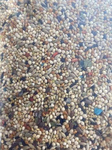 Volkman Avian Science Super Finch Bird Food 4lbs in Kuwait