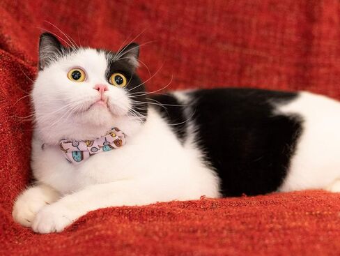 Cat Collar Pink with Bowtie Bell Safety Breakaway Kitten 7-11in Dot Colorful Adjustable Leopard-Pink in Saudi Arabia