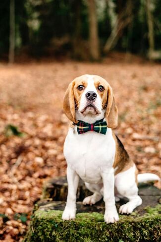 Lionet Paws Christmas Dog Collar with Bowtie, Dog Bowtie Collar with Metal Buckle for Dogs, Adjustable Comfortable Dog Collar Girl Boy Gift, M, Neck 13.5-22 in in Kuwait