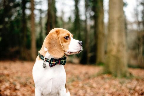 Lionet Paws Christmas Dog Collar with Bowtie, Dog Bowtie Collar with Metal Buckle for Dogs, Adjustable Comfortable Dog Collar Girl Boy Gift, M, Neck 13.5-22 in in Kuwait