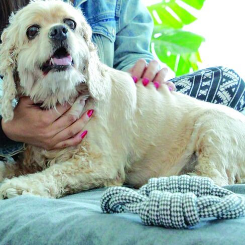 Paws & Pals Dog Chew Toys, Indestructible Cotton Braided Rope Toy, Best for Teething Puppy or Large Breed Aggressive and Heavy Chewers, Dogs Play Fetch, Heavy-Duty, Variety of Sizes & Styles in Kuwait