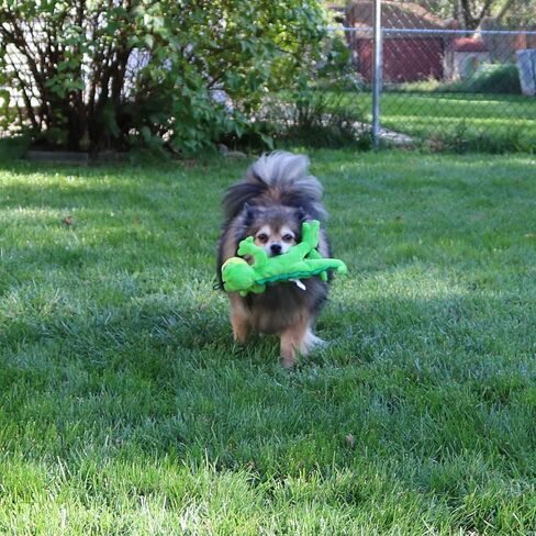 بطانية للتدفئة tender-tuffs – سهل واقتنص, Gecko in Kuwait