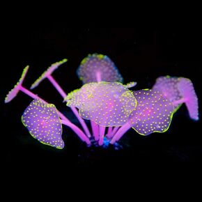 Uniclife Silicone Coral Plant Decorations Glowing Artificial Ornament for Fish Tank Aquarium, Green, Ball Shape in Saudi Arabia