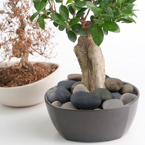YISZM 2lbs Aquarium Rocks, 5/8" Natural Mixed Pebbles for Plants in Kuwait