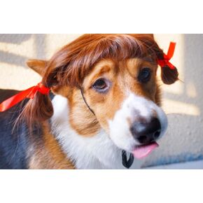 Dog Wig Pet Costumes, Cat Costume Synthetic Accessories Small Dog Headwear for Halloween Christmas Eve Festival Party Decor, Head Wear Apparel Toy (A) in Saudi Arabia