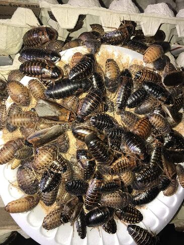 BadAssBugs™ 1LB دوبيا روتش تشاو وايلد بيري in Kuwait