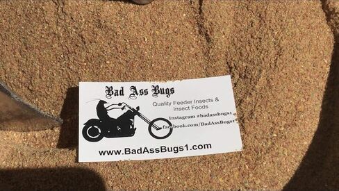 BadAssBugs™ 1LB دوبيا روتش تشاو وايلد بيري in Kuwait