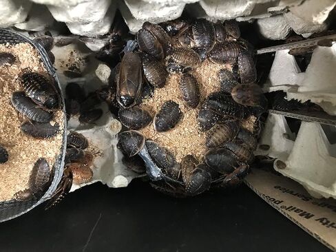 BadAssBugs™ 1LB دوبيا روتش تشاو وايلد بيري in Kuwait