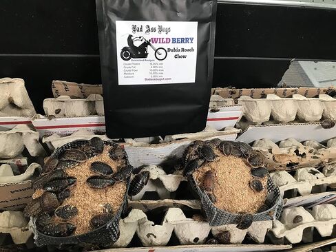 BadAssBugs™ 1LB دوبيا روتش تشاو وايلد بيري in Kuwait