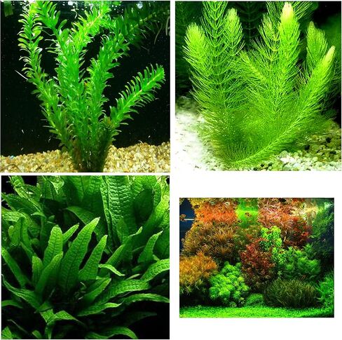 Aquatic Discounts - 3 Different Live Aquarium Plants - Anacharis + Hornwort + Java Fern BUY2GET1FREE! in Saudi Arabia
