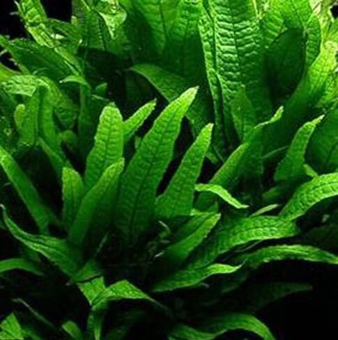 Aquatic Discounts - 3 Different Live Aquarium Plants - Anacharis + Hornwort + Java Fern BUY2GET1FREE! in Saudi Arabia