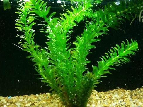 Aquatic Discounts - 3 Different Live Aquarium Plants - Anacharis + Hornwort + Java Fern BUY2GET1FREE! in Saudi Arabia