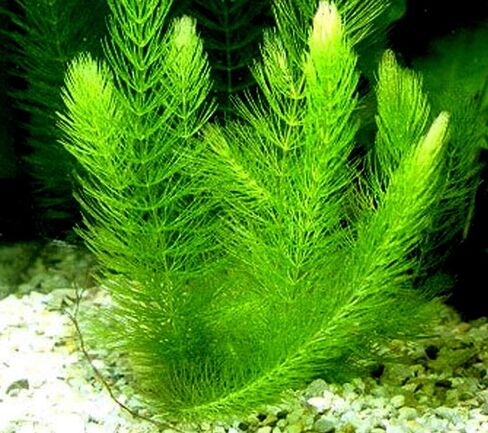 Aquatic Discounts - 3 Different Live Aquarium Plants - Anacharis + Hornwort + Java Fern BUY2GET1FREE! in Saudi Arabia