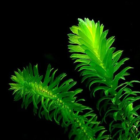 Aquatic Discounts - 3 Different Live Aquarium Plants - Anacharis + Hornwort + Java Fern BUY2GET1FREE! in Saudi Arabia