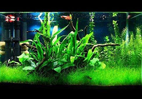 Aquatic Discounts - 3 Different Live Aquarium Plants - Anacharis + Hornwort + Java Fern BUY2GET1FREE! in Saudi Arabia