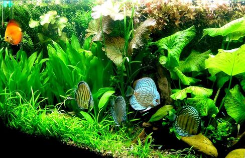 Aquatic Discounts - 3 Different Live Aquarium Plants - Anacharis + Hornwort + Java Fern BUY2GET1FREE! in Saudi Arabia