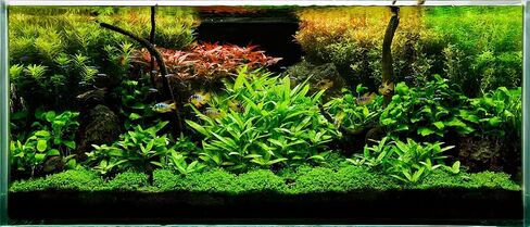 Aquatic Discounts - 3 Different Live Aquarium Plants - Anacharis + Hornwort + Java Fern BUY2GET1FREE! in Saudi Arabia