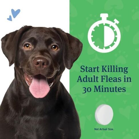 PetArmor CAPACTION (nitenpyram) Oral Flea Treatment for Dogs, Fast Acting Tablets Start Killing Fleas in 30 Minutes, Dogs Over 25 lbs, 6 Doses (Pack of 1) (Packaging May Vary) in Saudi Arabia