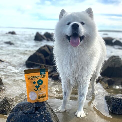 Gourmate Pet Treat Co. كالاماري وايلد كاوت - مكافآت للكلاب من الدرجة البشرية - طبيعية 100%، وجبة خفيفة مجففة بالتجميد مع أوميغا 3 ومصدر للبروتين الخالي من الدهون - 45 جم/1.58 أونصة in Saudi Arabia