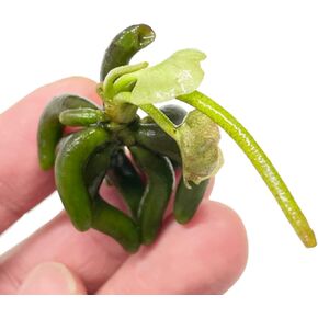 Planterest - Nymphoides Aquatica Banana Plant Bulb Live Aquarium Plant Tropical Freshwater Decorations in Kuwait