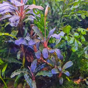 Planterest - Bucephalandra Brownie Blue Tissue Culture US Grow Live Aquarium Plant Tropical Freshwater Decorations BUY2GET1FREE in Kuwait
