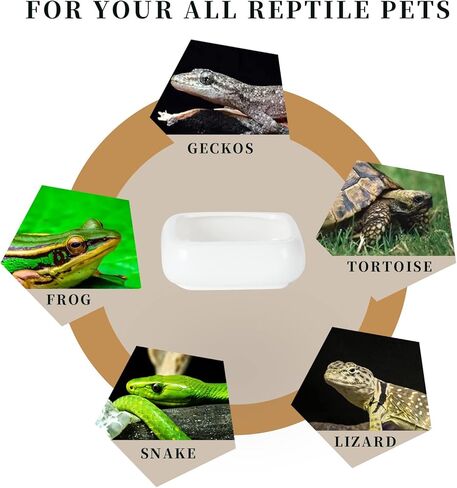 Reptile Food Bowls Ceramic Square Reptile Water Food Dish, Pet Food Bowl for Lizards, Young Bearded Dragons, Gecko Tortoise Spider, Small Snakes (White, Small 1-Pack) in Kuwait