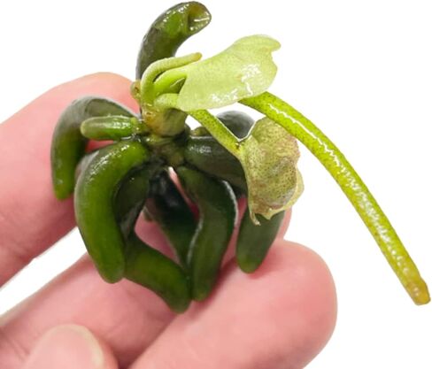 Planterest - Nymphoides Aquatica Banana Plant Bulb Live Aquarium Plant Tropical Freshwater Decorations in Kuwait