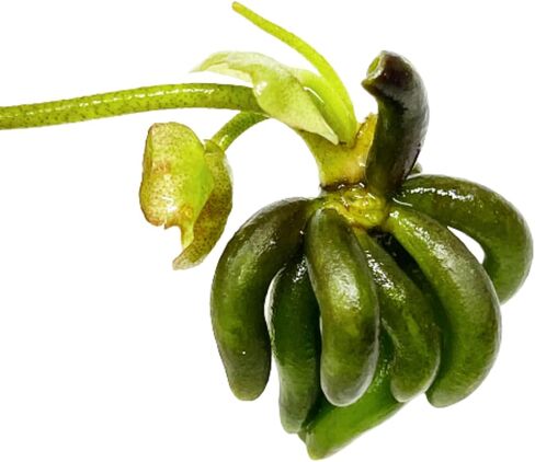 Planterest - Nymphoides Aquatica Banana Plant Bulb Live Aquarium Plant Tropical Freshwater Decorations in Kuwait