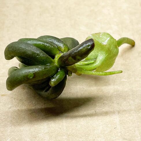 Planterest - Nymphoides Aquatica Banana Plant Bulb Live Aquarium Plant Tropical Freshwater Decorations in Kuwait