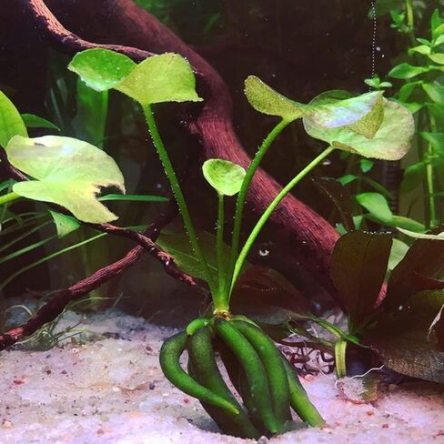 Planterest - Nymphoides Aquatica Banana Plant Bulb Live Aquarium Plant Tropical Freshwater Decorations in Kuwait