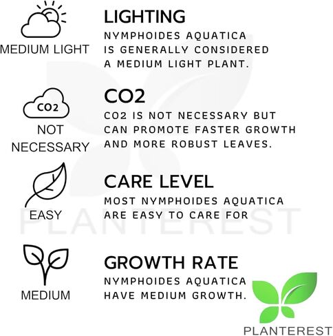 Planterest - Nymphoides Aquatica Banana Plant Bulb Live Aquarium Plant Tropical Freshwater Decorations in Kuwait