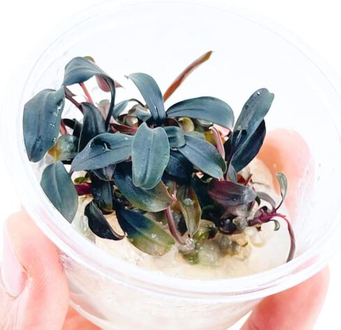 Planterest - Bucephalandra Brownie Blue Tissue Culture US Grow Live Aquarium Plant Tropical Freshwater Decorations BUY2GET1FREE in Kuwait