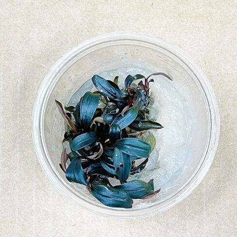 Planterest - Bucephalandra Brownie Blue Tissue Culture US Grow Live Aquarium Plant Tropical Freshwater Decorations BUY2GET1FREE in Kuwait