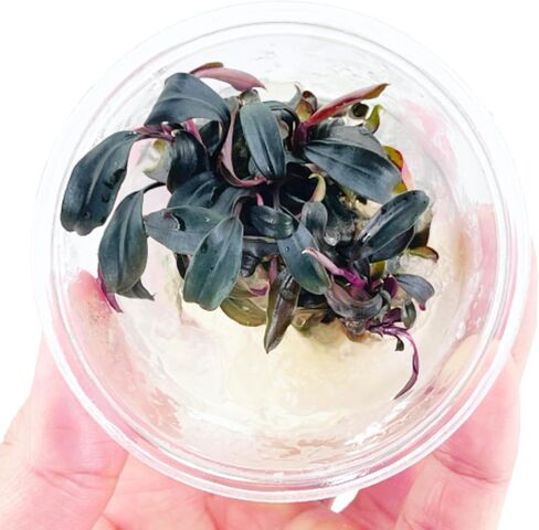 Planterest - Bucephalandra Brownie Blue Tissue Culture US Grow Live Aquarium Plant Tropical Freshwater Decorations BUY2GET1FREE in Kuwait