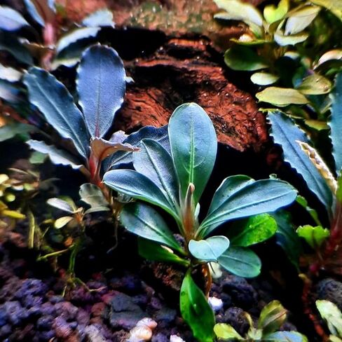 Planterest - Bucephalandra Brownie Blue Tissue Culture US Grow Live Aquarium Plant Tropical Freshwater Decorations BUY2GET1FREE in Kuwait