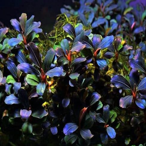 Planterest - Bucephalandra Brownie Blue Tissue Culture US Grow Live Aquarium Plant Tropical Freshwater Decorations BUY2GET1FREE in Kuwait