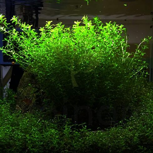 حزمة Mainam Pearlweed Micranthemum Micranthemoides سجادة المياه العذبة زينة حوض السمك الحي النباتات المائية لخزان الأسماك in Kuwait