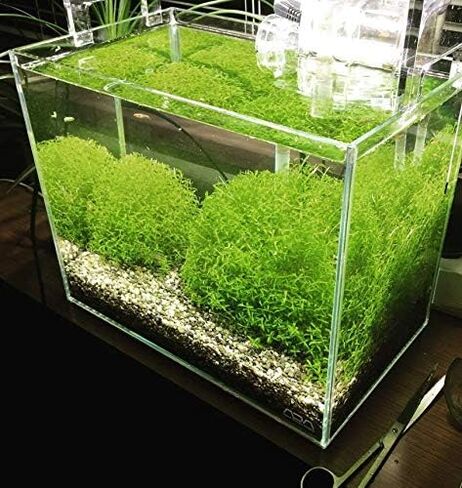 حزمة Mainam Pearlweed Micranthemum Micranthemoides سجادة المياه العذبة زينة حوض السمك الحي النباتات المائية لخزان الأسماك in Kuwait