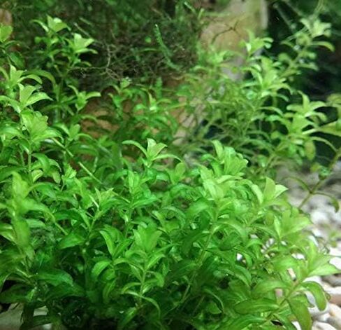 حزمة Mainam Pearlweed Micranthemum Micranthemoides سجادة المياه العذبة زينة حوض السمك الحي النباتات المائية لخزان الأسماك in Kuwait