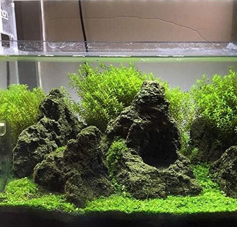 حزمة Mainam Pearlweed Micranthemum Micranthemoides سجادة المياه العذبة زينة حوض السمك الحي النباتات المائية لخزان الأسماك in Kuwait