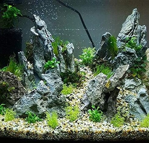 حزمة Mainam Pearlweed Micranthemum Micranthemoides سجادة المياه العذبة زينة حوض السمك الحي النباتات المائية لخزان الأسماك in Kuwait