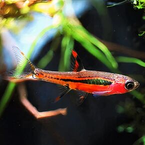 Chili Rasbora Live Fish Juveniles - Pack of 10 Fish - Live Freshwater Aquarium in Saudi Arabia
