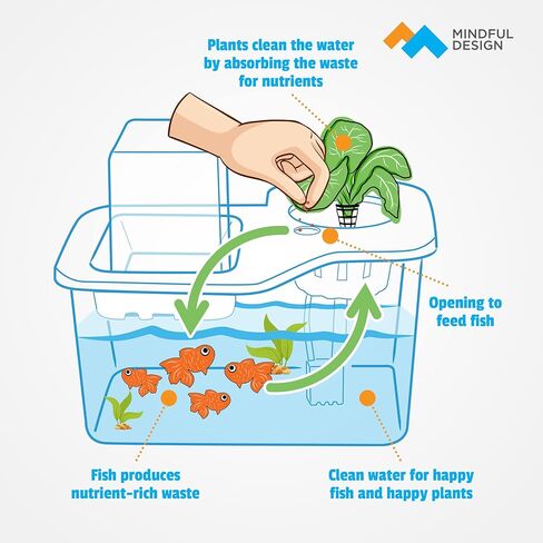 تصميم مدروس صغير لنظام زراعة أكوابونيك داخلي للأسماك - مجموعة النظام البيئي أعلى الطاولة للنباتات المائية والأسماك - خزان أسماك أكوابونيك ذاتي السقي - حوض أسماك النظام البيئي in Kuwait