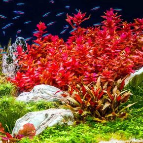 6 Bacopa Moneywort Live Aquarium Plant in Kuwait