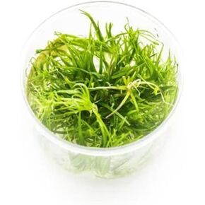 Ultum Nature Systems Mini Alternanthera Reineckii نبات حي لزراعة الأنسجة الجذعية الحمراء لأحواض السمك وأكواسكاب وخزانات أسماك المياه العذبة - خالٍ من الحلزون بنسبة 100% في المختبر