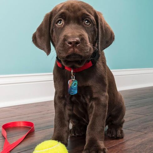 الطاووس ريشة الحيوانات الأليفة معرف العلامة شخصية الفولاذ المقاوم للصدأ الكلب العلامات مضحك مطبوعة القط طوق العلامات الملحقات in Kuwait