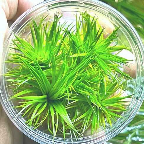 Greenpro | Polaris Eriocaulon Cinerum Tissue Culture Live Aquarium Plants Midground for Fish Tank Decoration in Kuwait